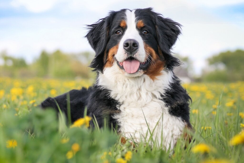 Cachorro da raça bernese deitado na grama de um jardim com flores amarelas