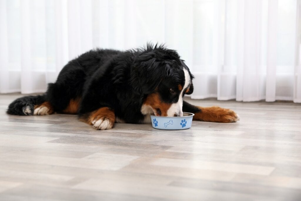 Cachorro da raça bernese deitado no chão em frente a uma cortina branca comendo em um pote de ração