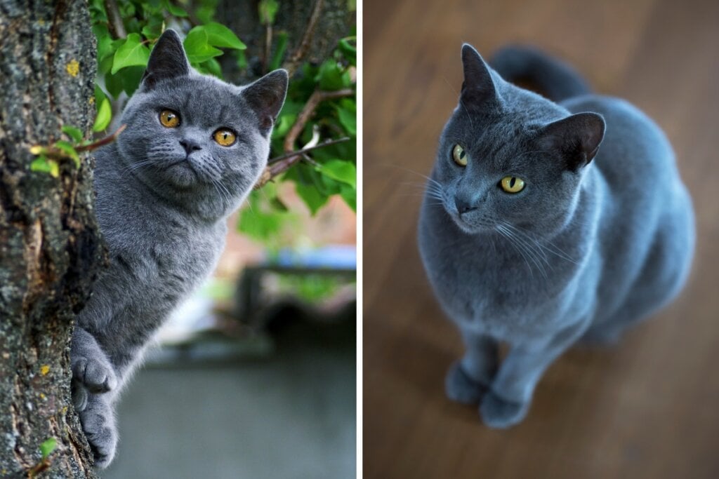 Gato british shorthair em cima de uma árvore e gato chartreux sentado no chão 