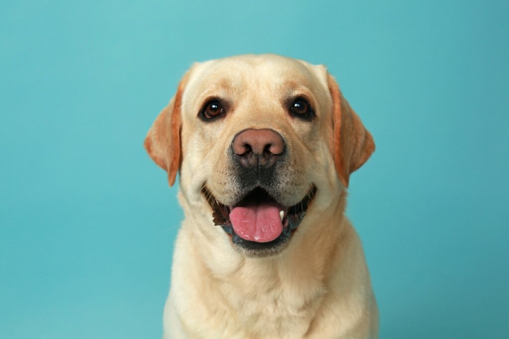 Cachorro caramelo sorrindo em frente a um fundo azul