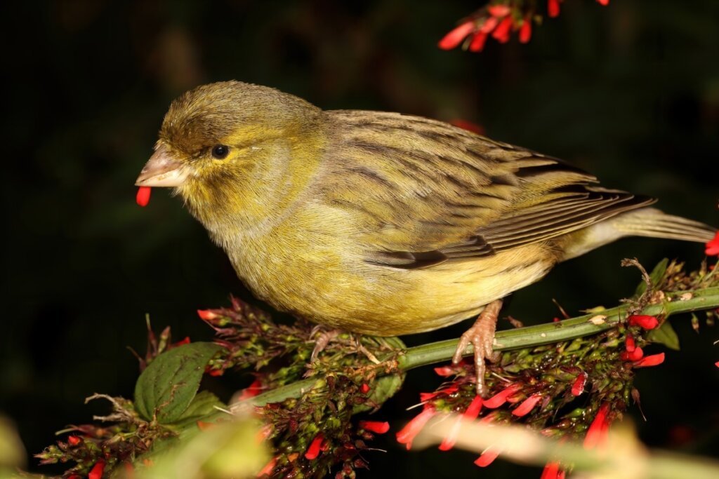 Canário amarelo e marrom em cima de um galho verde