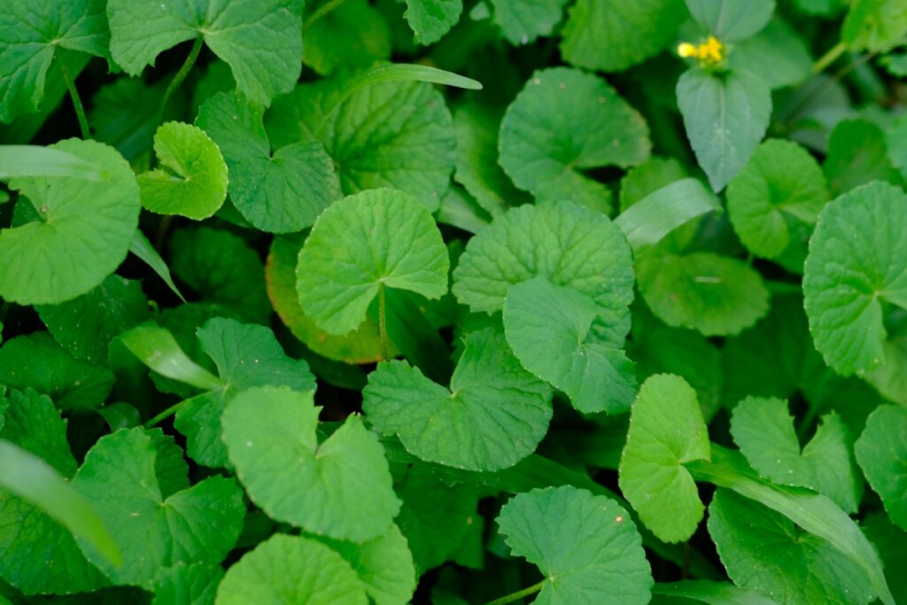 plantação de Centella asiática