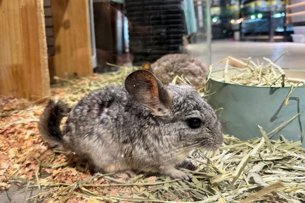 chinchila de lado e em cinza em cima de feno 