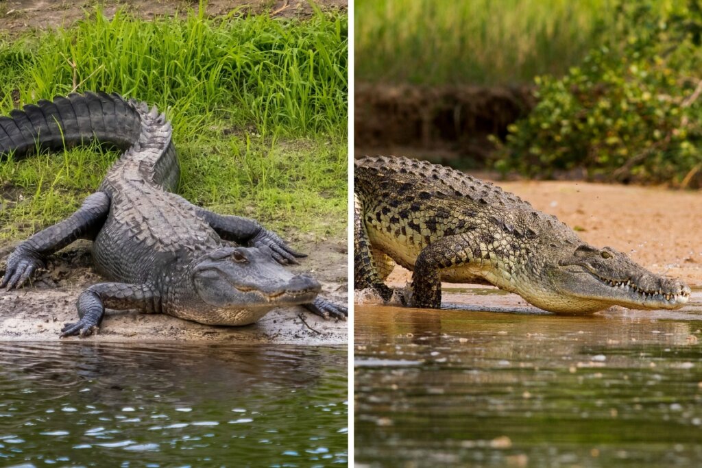 Jacaré e crocodilo entrando na água em uma foto montagem 