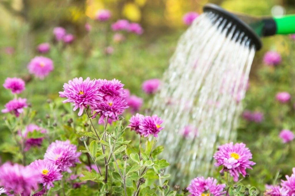 Flores em um jardim sendo regadas