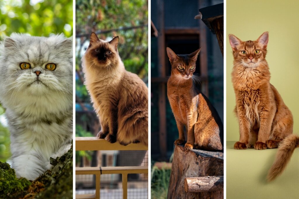 Quatro gatos de diferentes raças em uma foto montagem, todos sentados