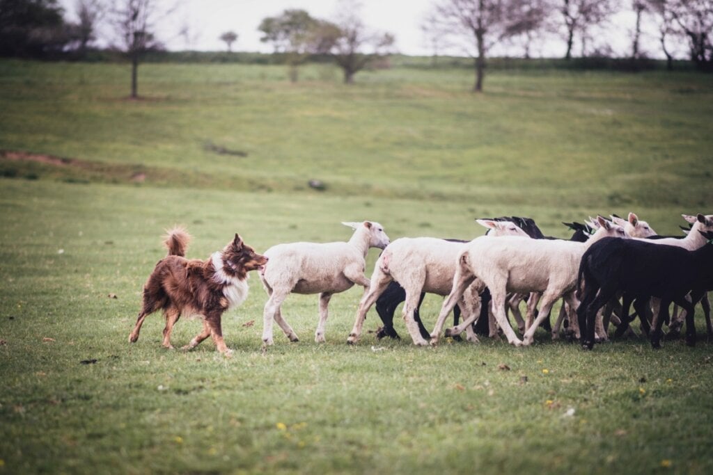 cachorro marrom e branco guiando ovelhas brancas e pretas