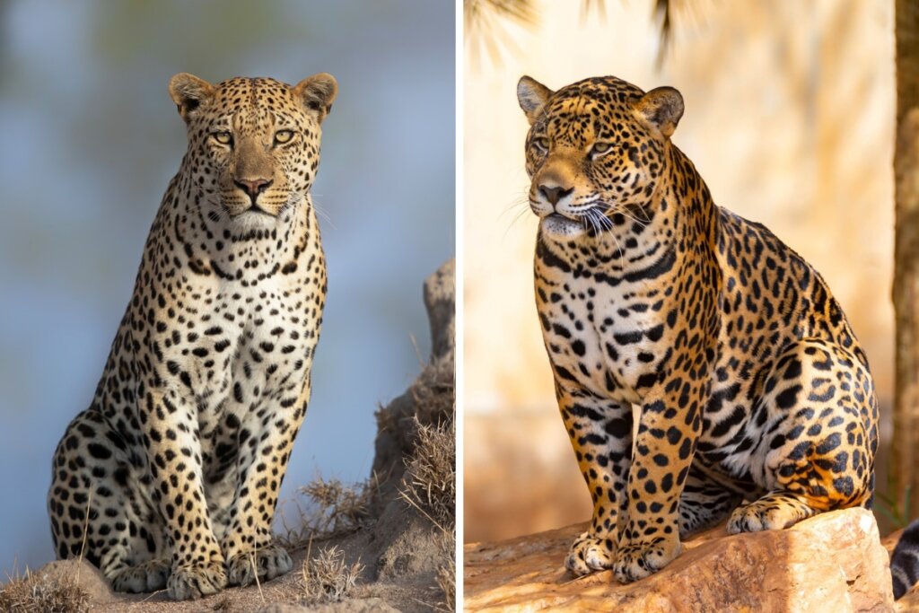 Leopardo sentado com o fundo de um céu azul em uma foto montagem e do outro lado uma onça-pintada sentada no mato seco 