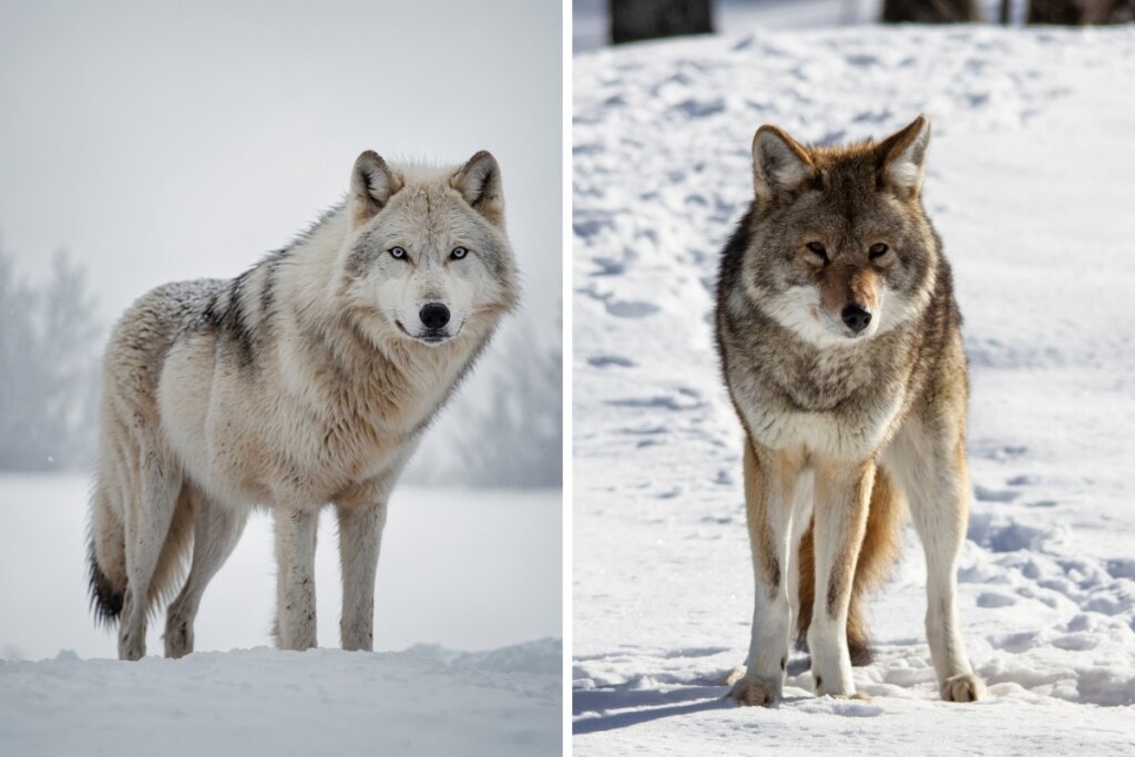 Lobo e um coiote na neve em uma foto montagem 