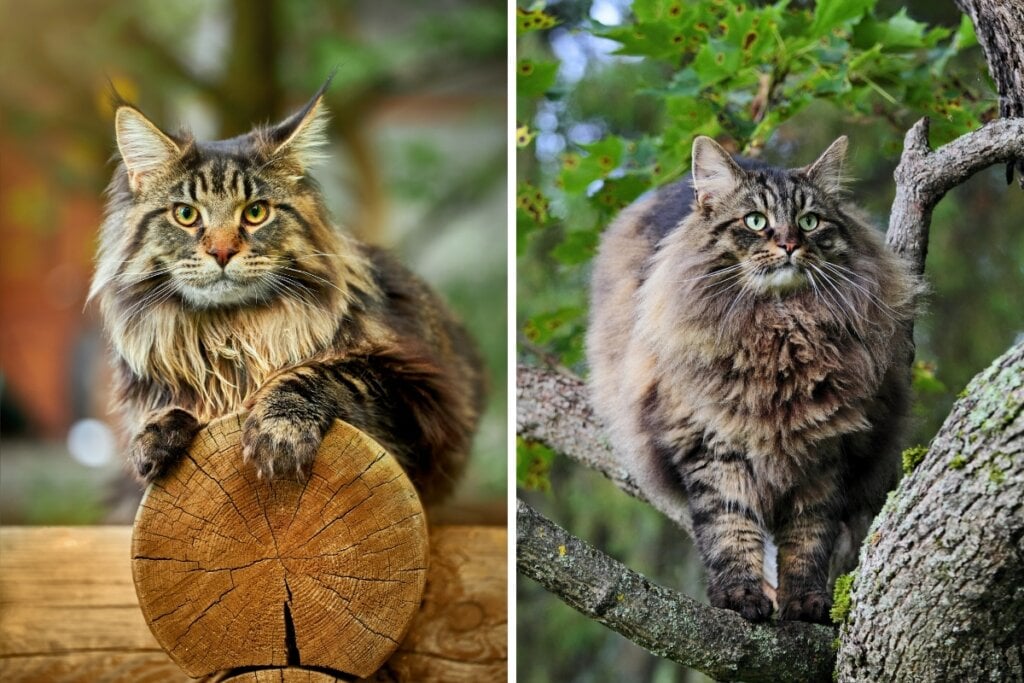 Gato maine coon em cima de um tronco de árvore e gato norueguês da floresta em cima de uma árvore 