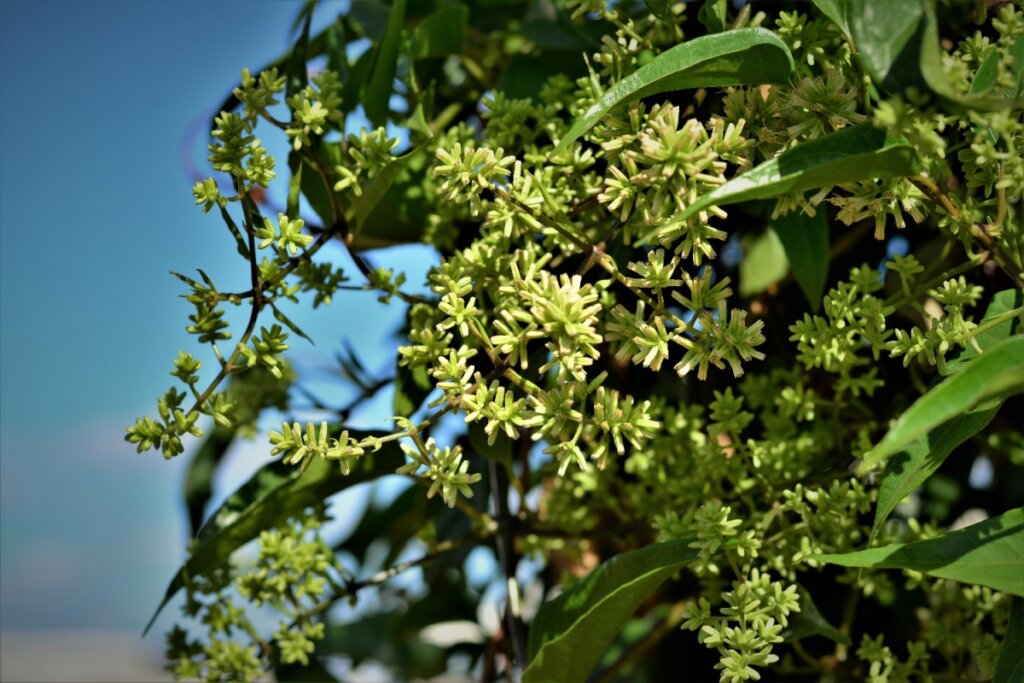 Flores e folhas de guaco