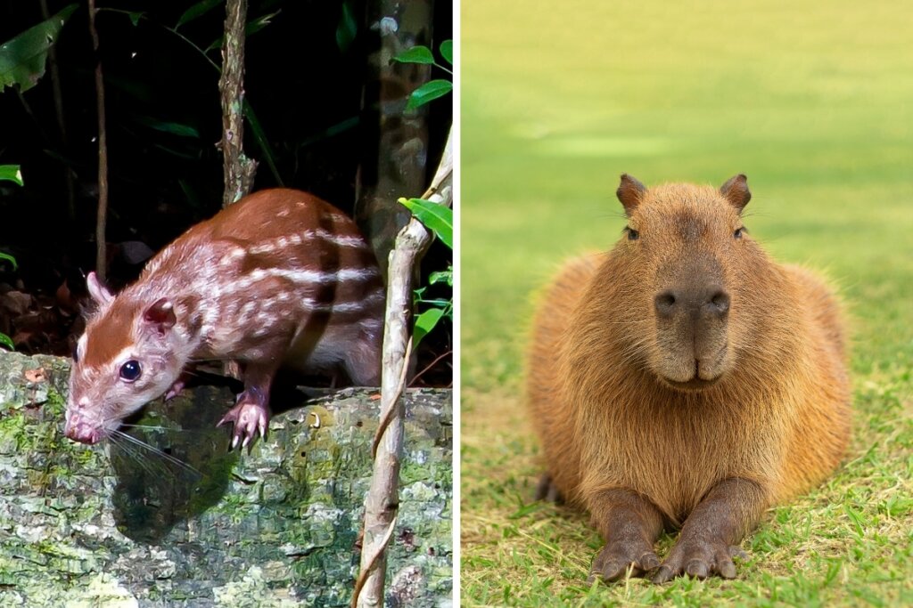 Paca e capivara em uma foto montagem 