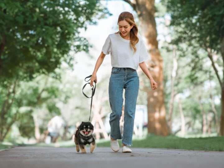 5 benefícios dos passeios para os cachorros