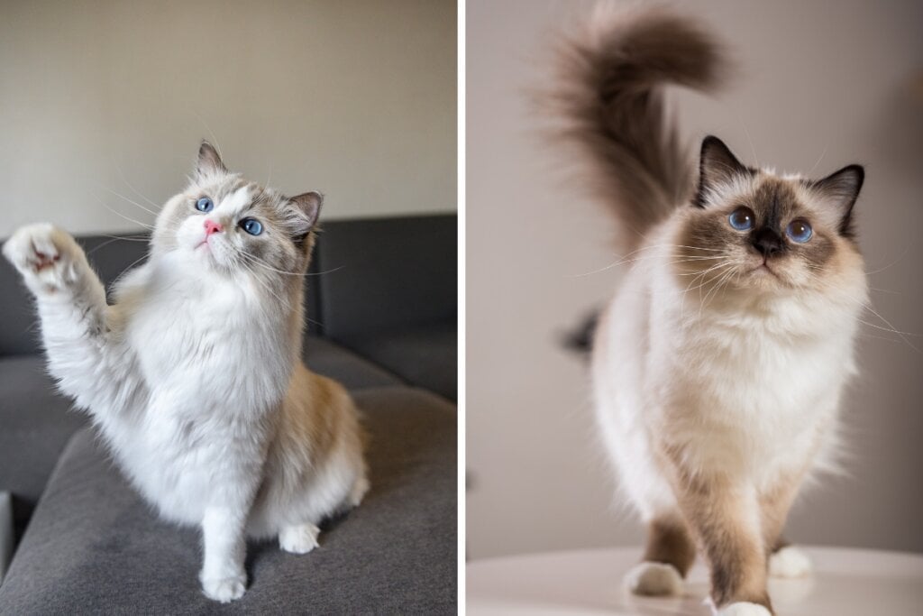 Gato ragdoll sentado em um sofá e gato birmanês em pé no chão 