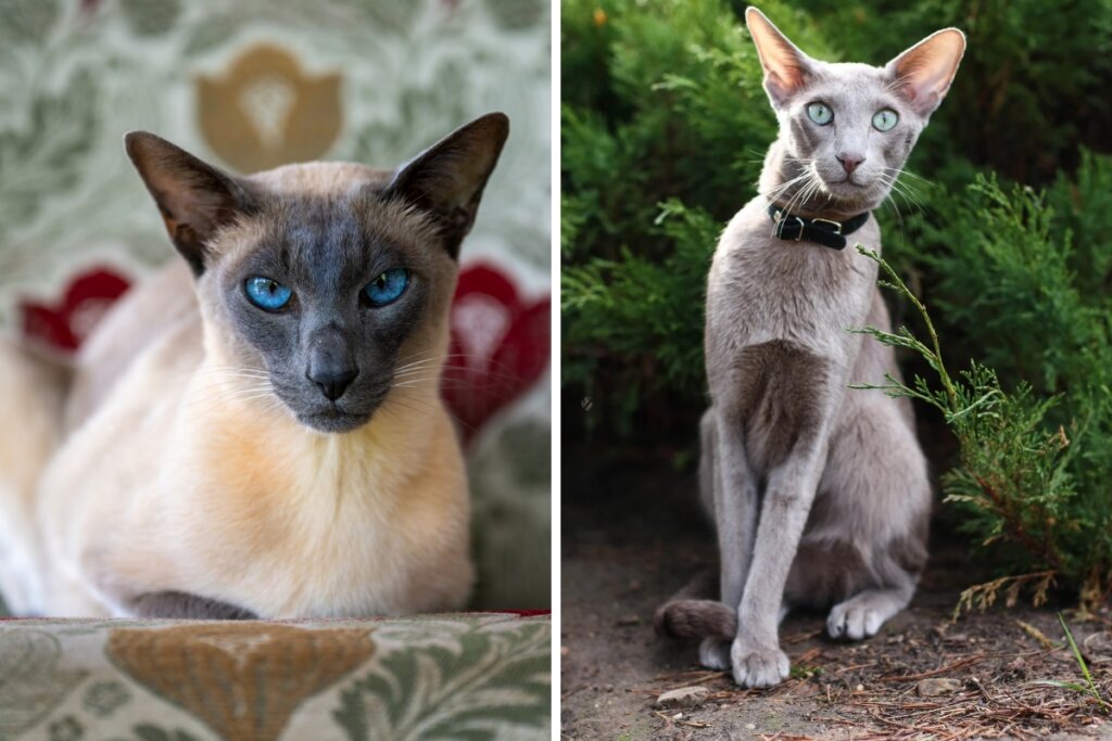 Gatos siamês deitado em um sofá florido e gato oriental shorthair sentado no chão de uma floresta 