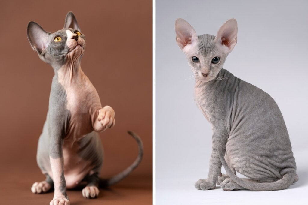 Gato sphynx sentado em um fundo marrom e gato peterbald sentado de lado em um fundo cinza