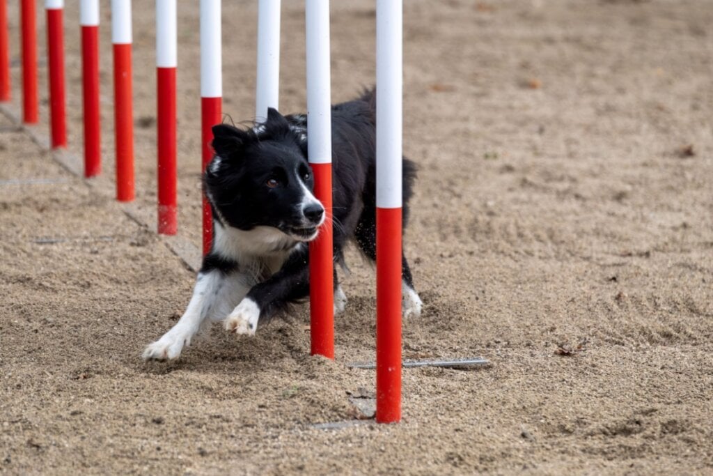 border collie preto e branco fazendo agility em barras brancas e vermelhas