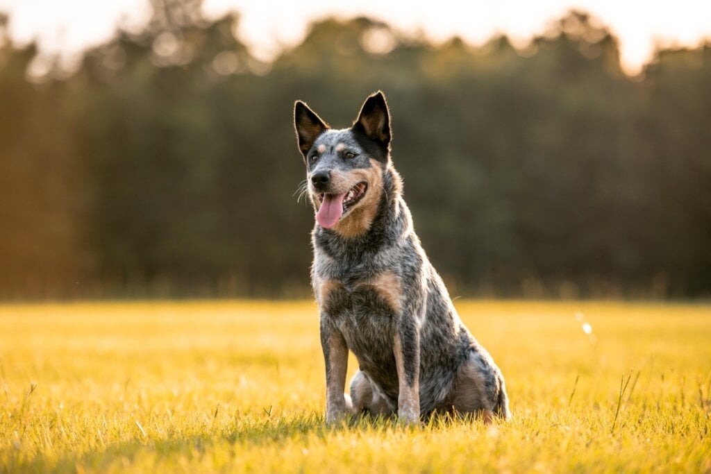 Cachorro da raça boiadeiro australiano sentado na grama de um parque 