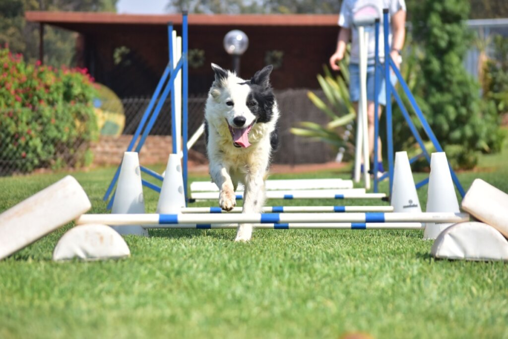 cachorro preto e branco correndo e pulando barras em agility