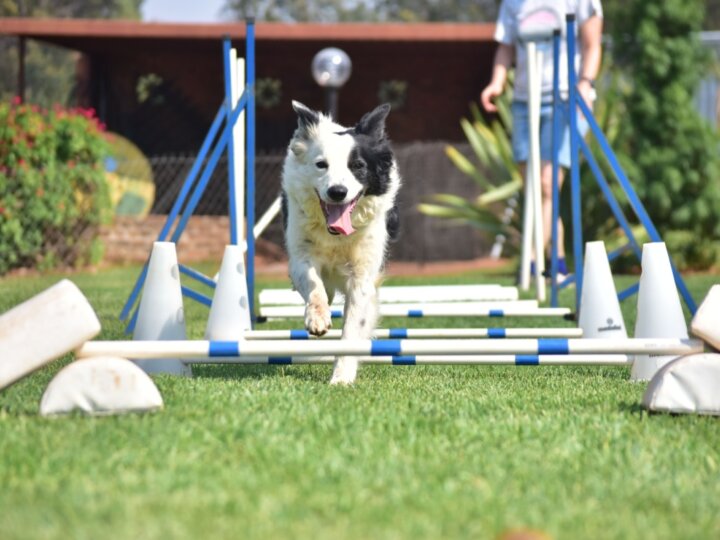 7 esportes praticados por cachorros 