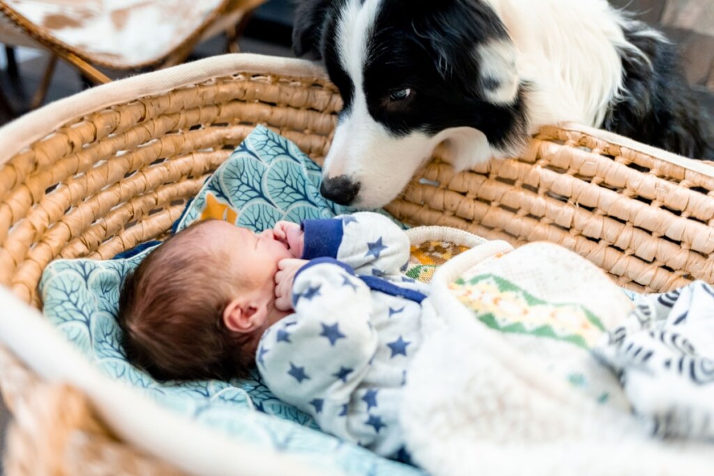 Cachorro preto e branco cheirando bebê deitado em pequeno berço