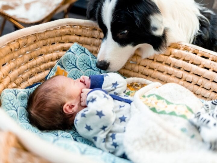 7 dicas para preparar o cachorro para a chegada do bebê 