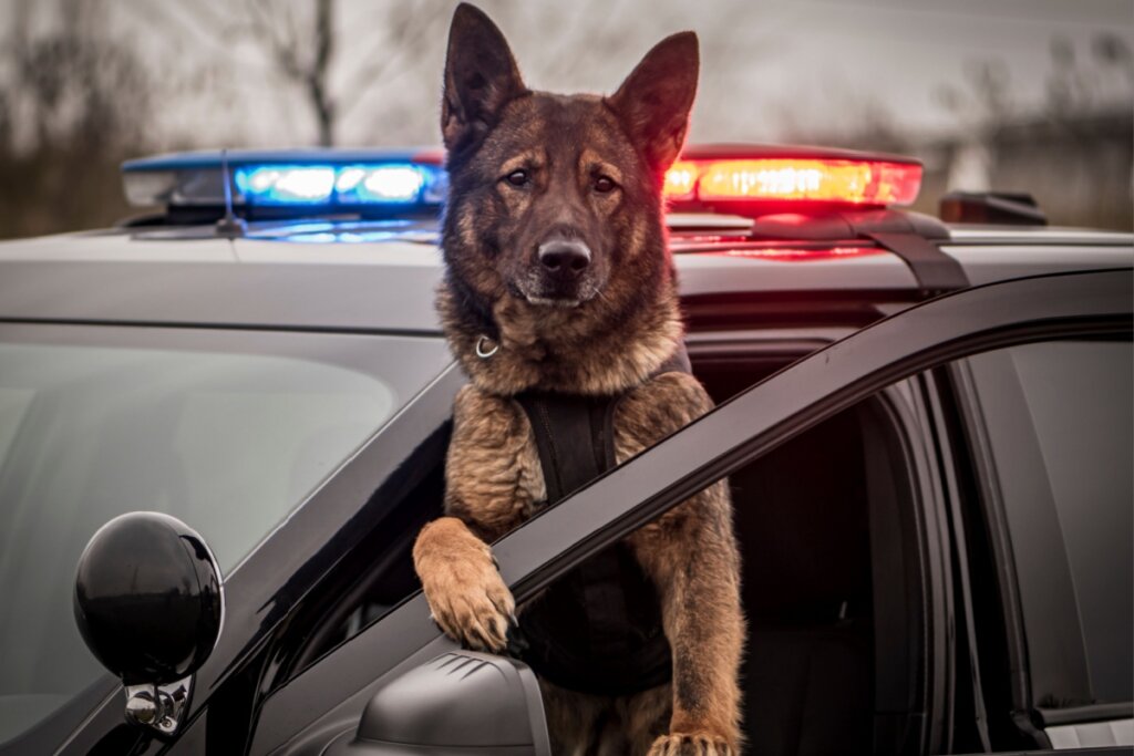 Cachorro em pé entre a porta e a janela de cachorro preto da polícia