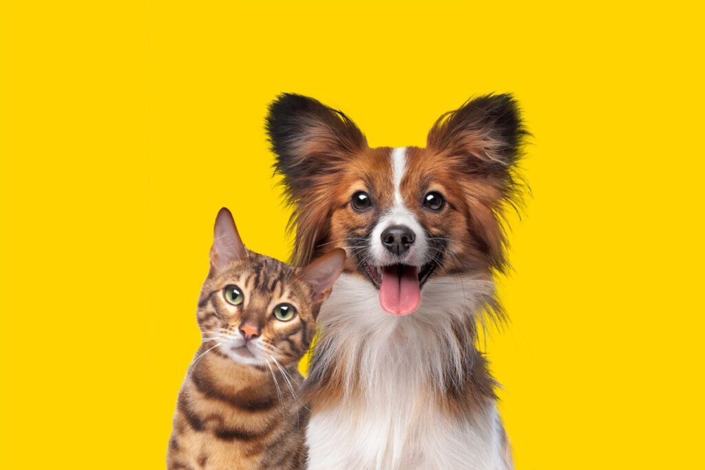 Cachorro e gato em plano de fundo amarelo