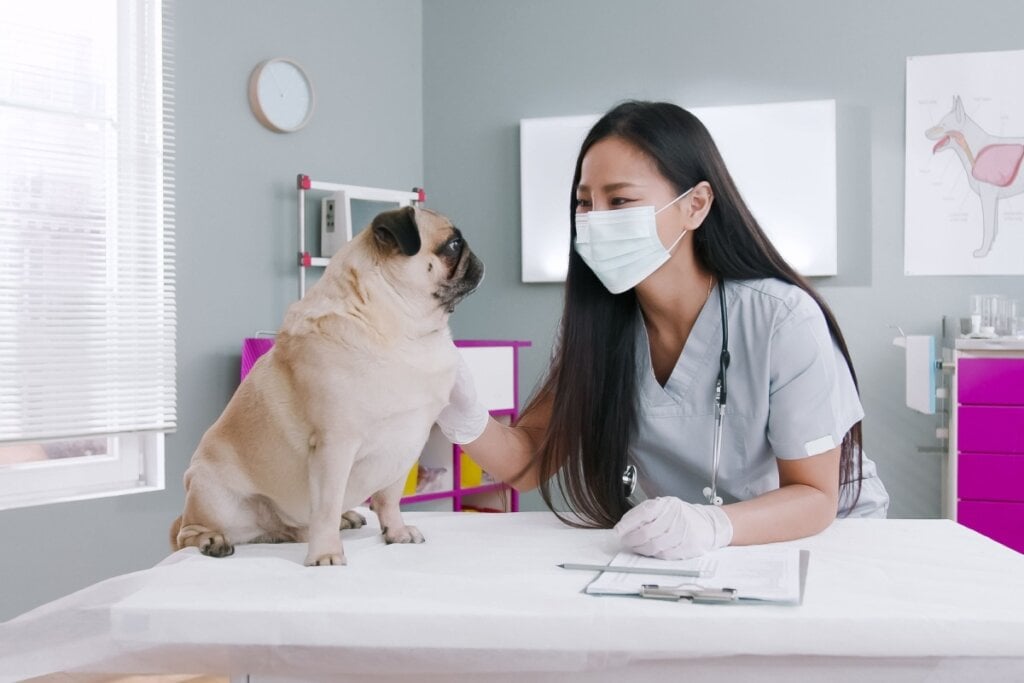 Cachorro e veterinária de máscara em consultório veterinário