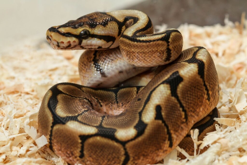 Cobra píton enrolada em cima de palha