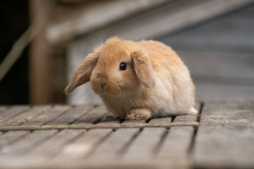 Coelho mini lop laranja em chão de madeira