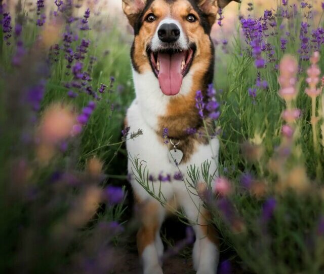 8 plantas tóxicas para os cachorros