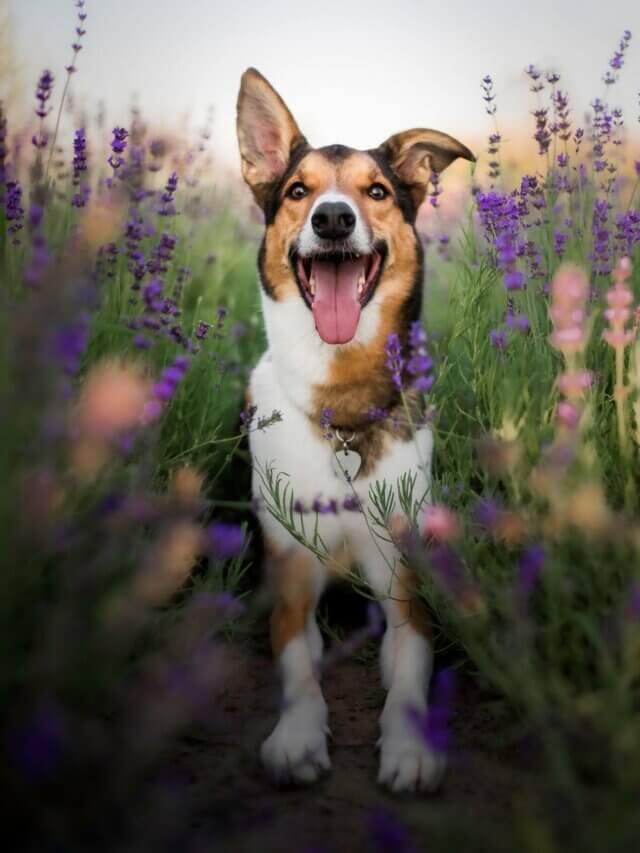 8 plantas tóxicas para os cachorros