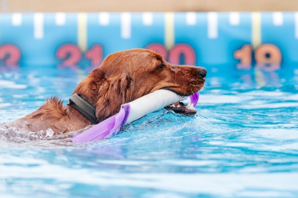 golden retriever marrom em piscina e com brinquedo na boca