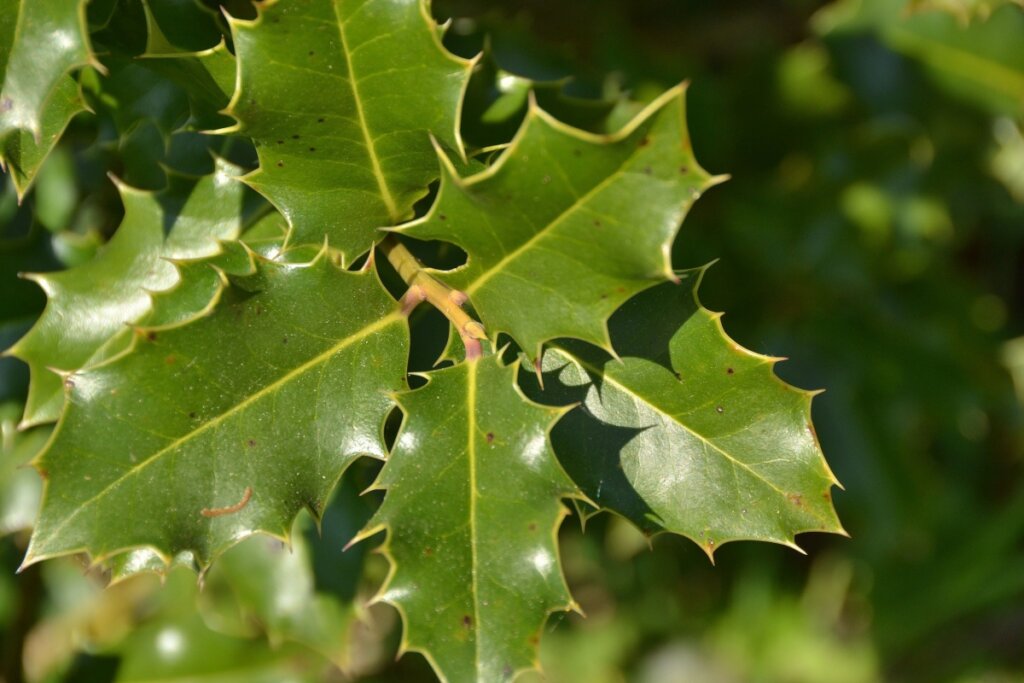 pé de espinheira-santa na natureza