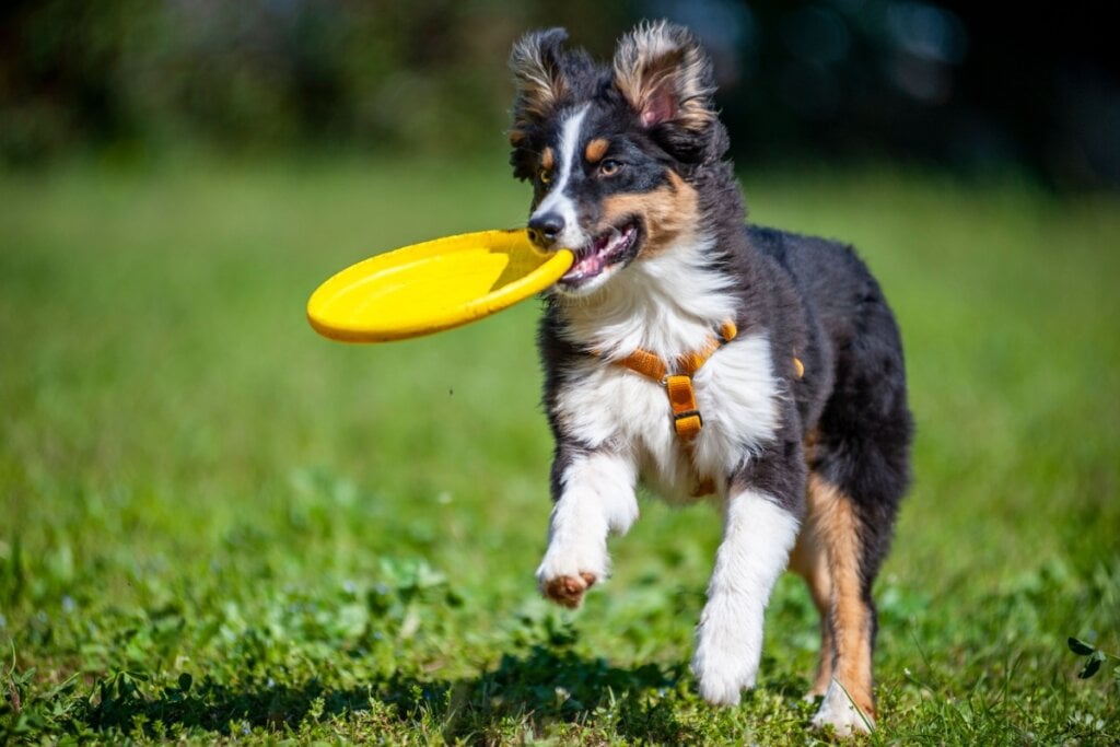 Cachorro peludo branco e preto com frisbee amarelo na boca e correndo em grama