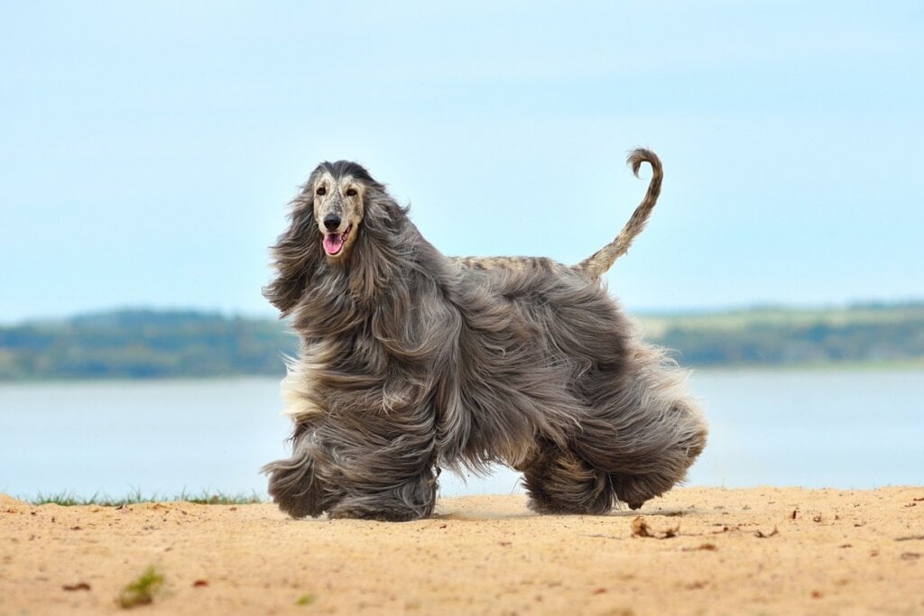 Cachorro da raça galgo afegão com pelagem grande e lisa correndo na areia de uma praia 