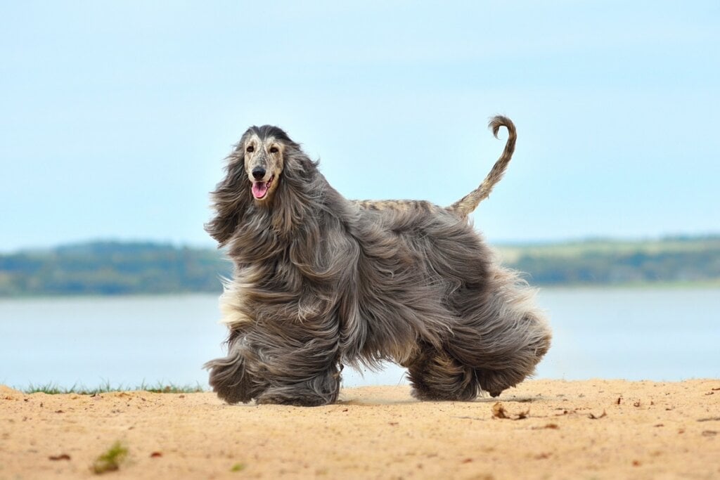 Cachorro da raça galgo afegão com pelagem grande e lisa correndo na areia de uma praia