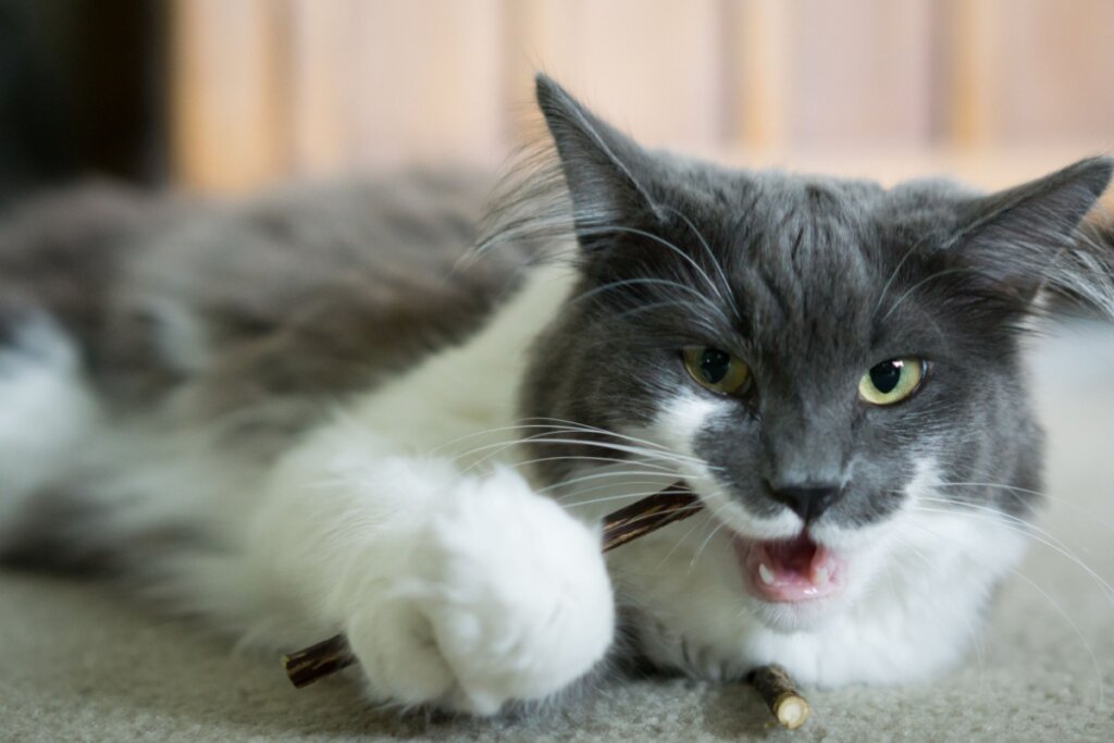 gato cinza e branco deitado no chão mordendo graveto de matatabi