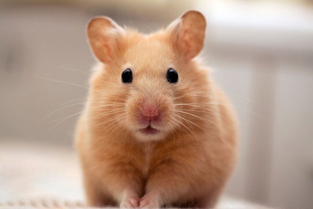 hamster sírio laranja de frente para a foto