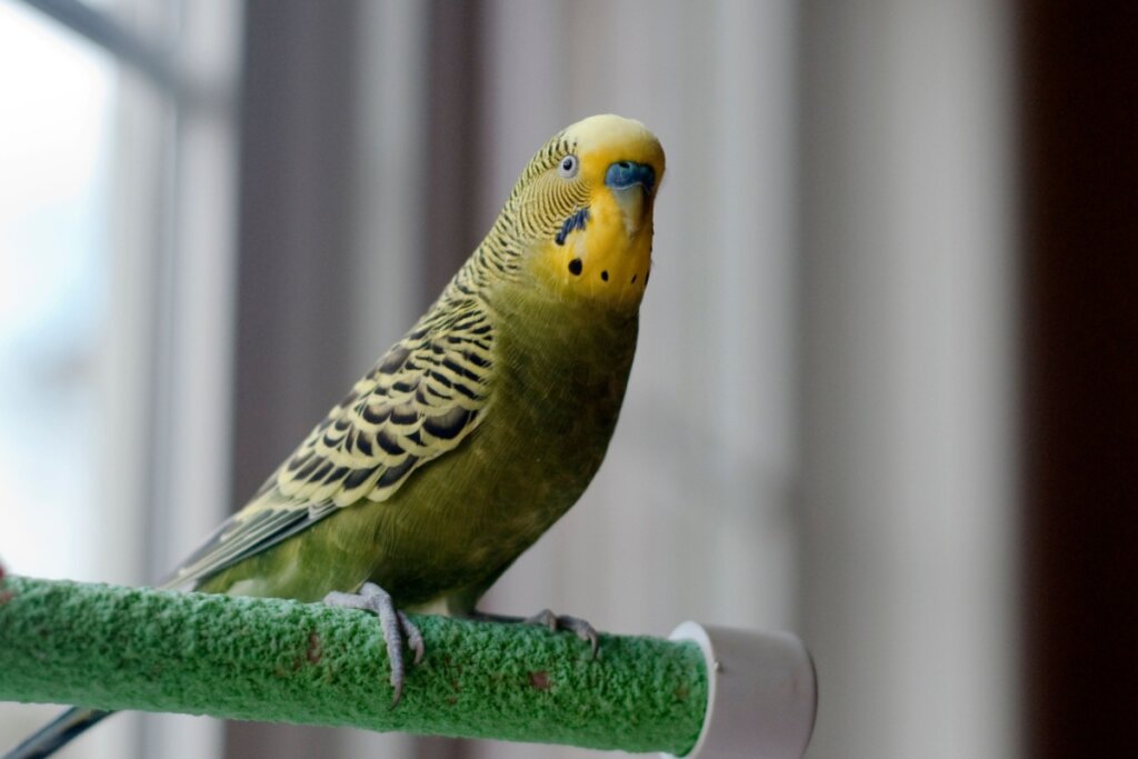 periquito apoiado em poleiro olhando para a foto