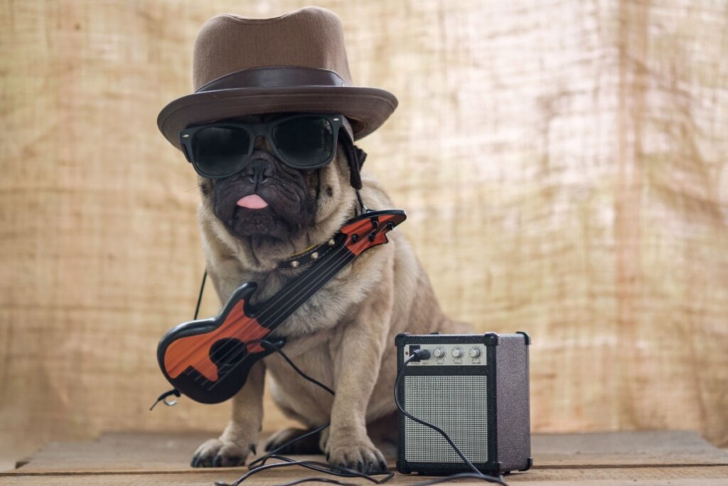 Cachorro pug com chapéu, óculos escuros, guitarra no pescoço e amplificador de som ao lado