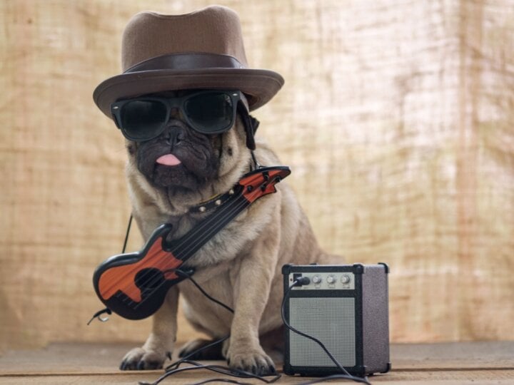 8 nomes de cachorros inspirados em artistas do rock