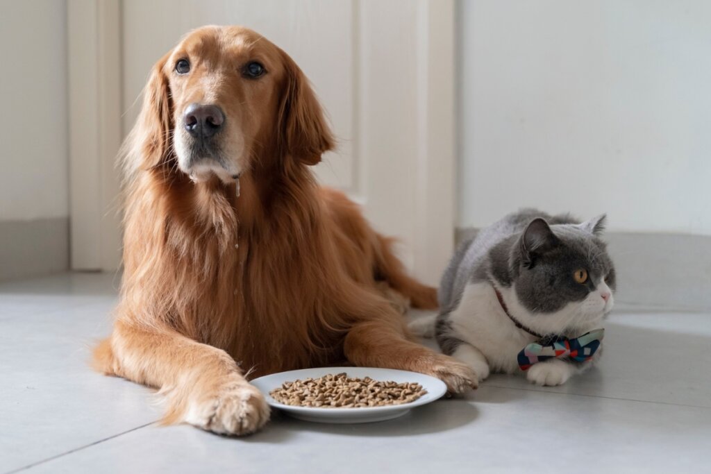 Dieta equilibrada conforme as necessidades dos animais ajuda a evitar problemas como obesidade e diabetes (Imagem: Chendongshan | Shutterstock)