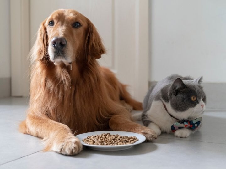 5 perguntas e respostas sobre alimentação para pets