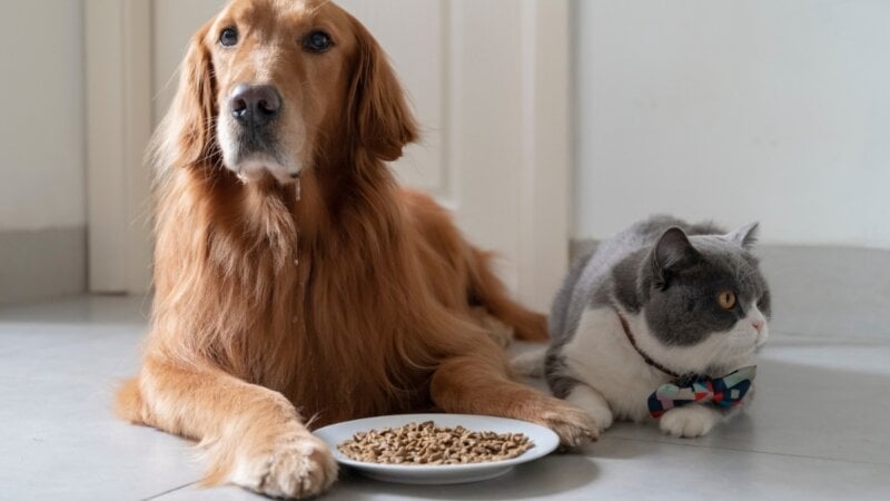 5 perguntas e respostas sobre alimentação para pets