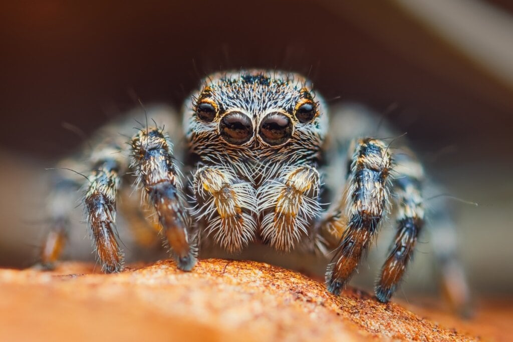 Aranha cinza e preta