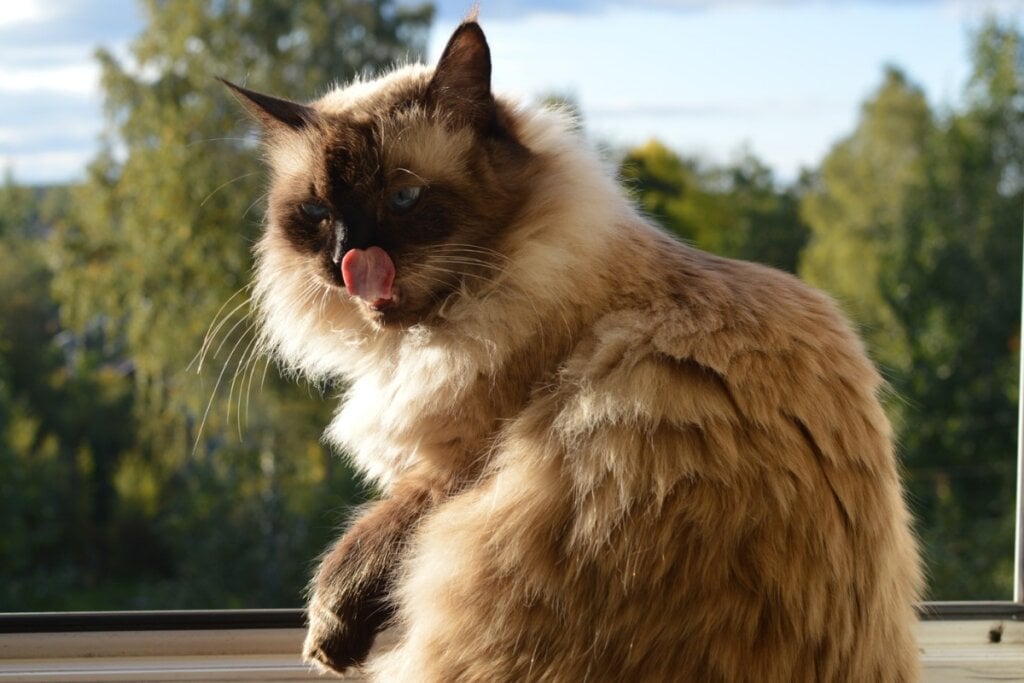 Gato balinês encanta pela elegância! Veja 4 características da raça