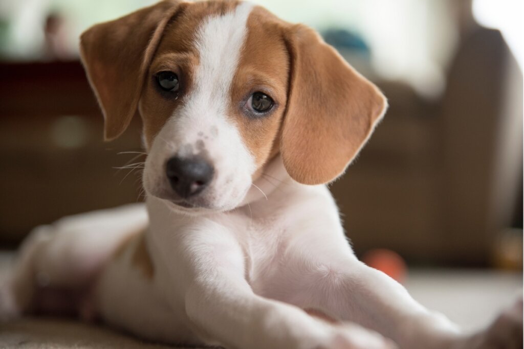 Cachorro deitado em um atapete com a cabeça levantada olhando para o lado