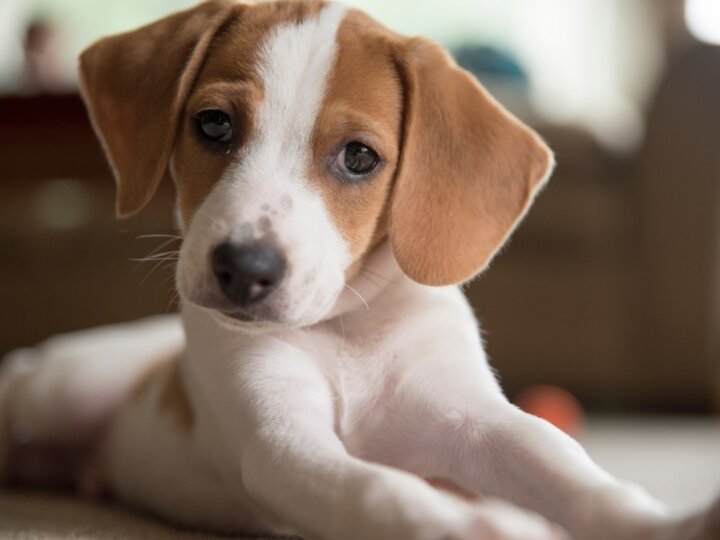 7 comportamentos comuns do cachorro após a adoção